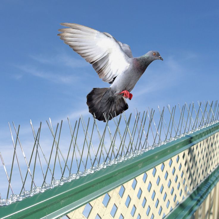 Bird spikes installation for window ledges and buildings