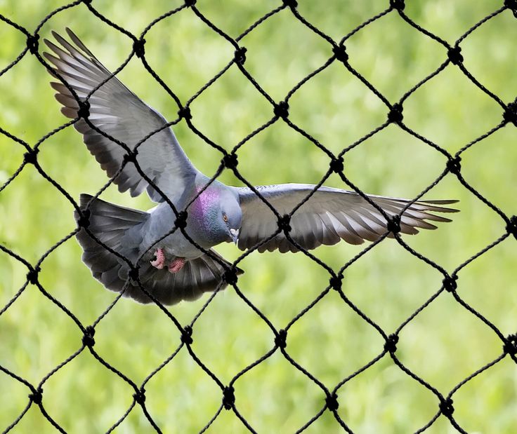 Anti Bird Nets in Hyderabad – Best Pigeon Protection Nets for Homes & Apartments anti bird nets in Hyderabad balcony pigeon protection