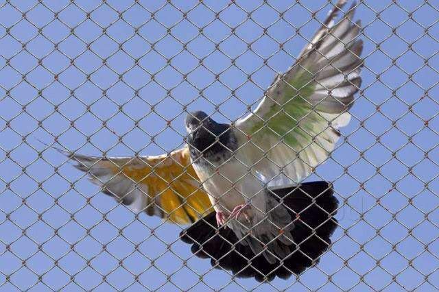 Anti Bird Nets in Hyderabad – Best Pigeon Protection Nets for Homes & Apartments best anti bird nets Hyderabad secure home nets