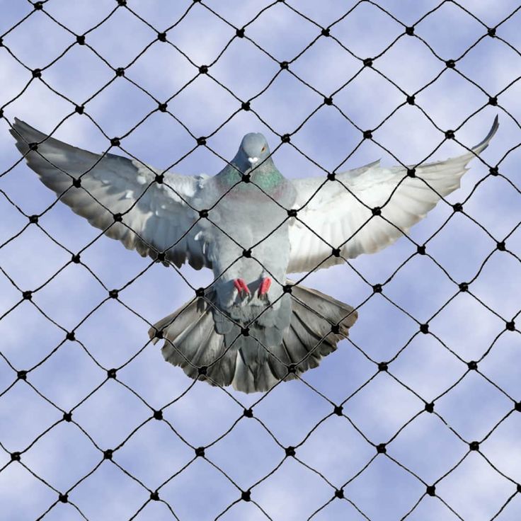 Anti Bird Nets in Hyderabad – Best Pigeon Protection Nets for Homes & Apartments pigeon safety nets for balcony and windows Hyderabad